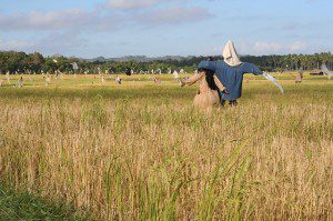 Scarecrow (public domain image.)