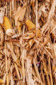 Corn Field at Harvest Time by Alix Grichenko (public domain image courtesy of PublicDomainImages.net).