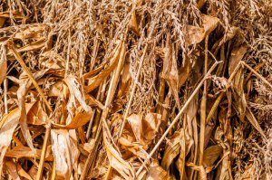 Corn Field at Harvest Time by Alix Grichenko (public domain image courtesy of PublicDomainImages.net)