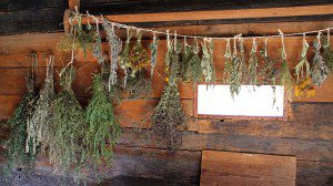 Drying Herbs (public domain image). Source: Pixabay.com