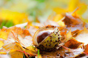 Autumn by George Hodan (public domain image).