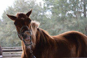 "Hey, I Want Hay!" by Melissa BoyceBright. Courtesy of PublicDomainImages.net; used by permission.