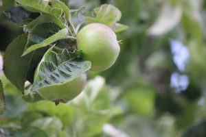 That looks like a pretty sour apple. -- First Crop of Apples by Darren Lewis (public domain image).