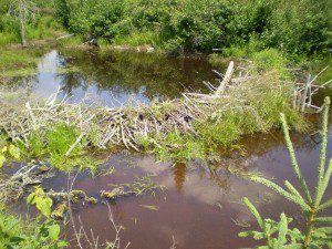 Beaver Dam by Charles Rondeau. Public domain image courtesy Publicdomainpictures.net