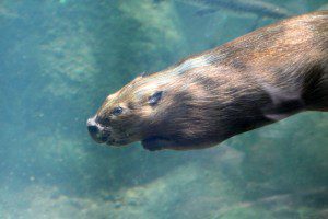 Beaver Underwater by Lilla Frerichs. Public domain image courtesy Publicdomainpictures.net