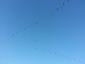 Goose Migration by Charles Rondeau. Public domain image courtesy Publicdomainpictures.net