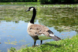 Goose on Edge of Lake by Lilla Frerichs. Public domain image courtesy Publicdomainpictures.net