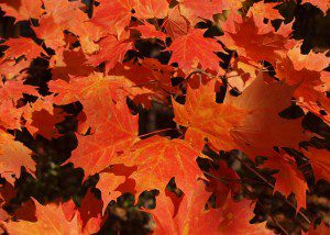 Maple Leaves by JKS Lola. Public domain image courtesy Publicdomainpictures.net