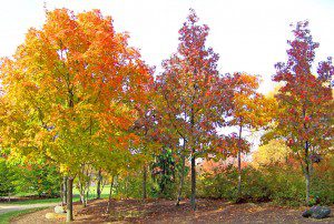 Maple Trees by David Wagner. Public domain image courtesy Publicdomainpictures.net