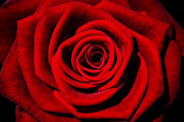 red-rose-1347966359HaB