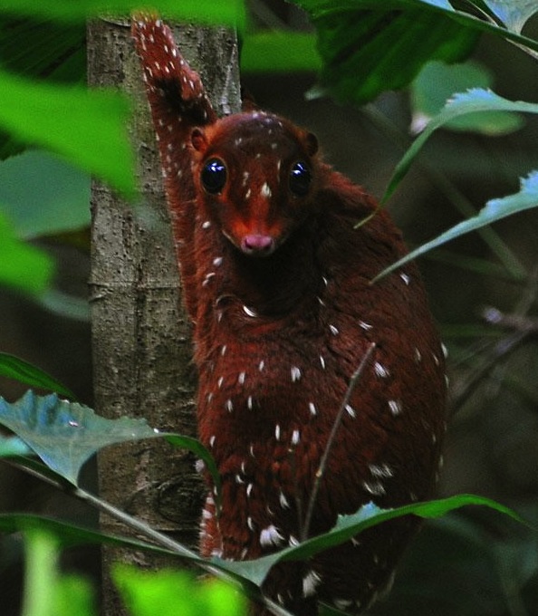 sunda-colugo