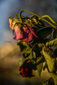 roses-1350840_640