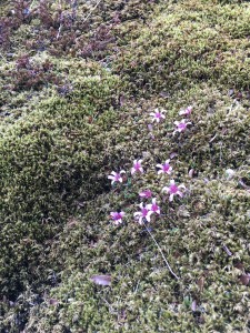 Purple flowers on a green hillside.