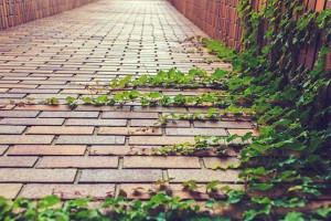 Vines on walkway Gratisography