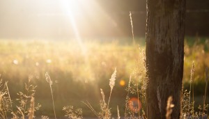 sun-trees Zwadi Unsplash