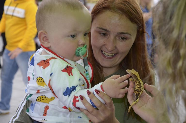 Getting in touch with the dinosaur’s tiny relative