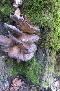 Mushrooms grow in a stack on the side of a decaying valley oak tree at Bishop's Ranch in Northern California. Photo by Barbara Newhall