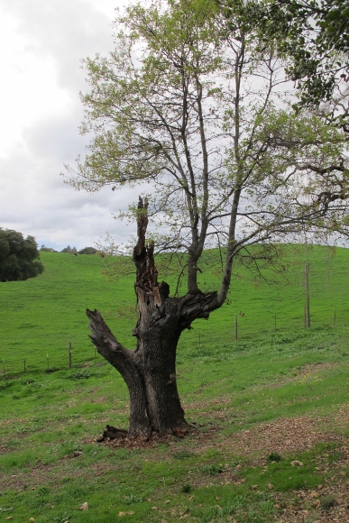 A valley oak tree, half dead, survives at Bishop's Rance in Northern California. Photo by Barbara Newhall