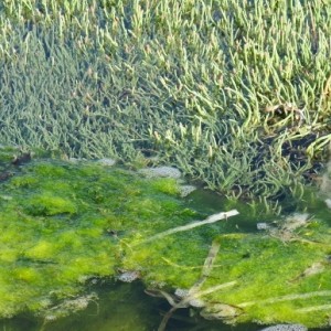 Pickle grass and algae in the shallows of a Pacific Northwest bay. Photo by Barbara Newhall