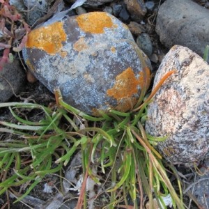A granite boulder covered with orange lichen in the Pacific Northwest. Photo by Barbara Newhall
