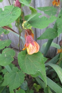 An orange abutilon blossom brightens the gray fence in my garden. Photo by Barbara Newhall