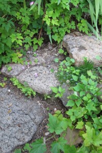 The volcanic rock steps that Jillian Steinberger installed in my garden are now crowded with greenery. Ferns are popping out from between the steps, and at right, wild strawberrys and Japanese anemones compete. Photo by BF Newhall