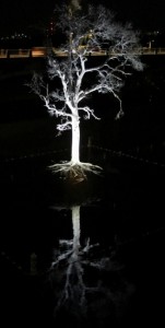 The white painted tree that was part of the 2015 THIRST art installation in Austin, TX, at night. Photo by Barbara Newhall