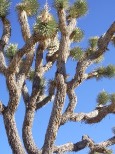 The limbs of a Joshua tree against a blue sky at Joshua Tree National Park. Photo by Barbara Newhall