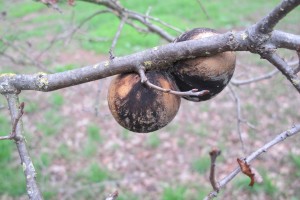 Galls on an oak tree at Bishops Ranch, California. Photo by Barbara Newhall