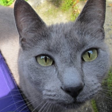 Gray cat face with yellow eyes. Photo by Barbara Newhall