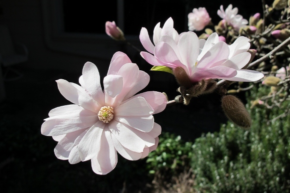 White star magnolia with pink tinges. California. Photo by Barbara Newhall