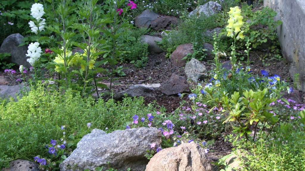 Floricide: An empty spot in a rock garden where owner's awful snapdragons had been . Photo by Barbara Newhall