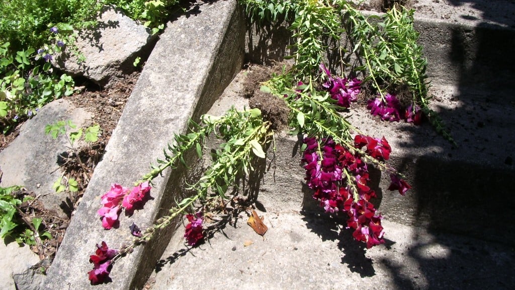 Floricide: Maroon awful snapdragons and their roots, pulled up from garden and lying on cement steps. Photo by Barbara Newhall