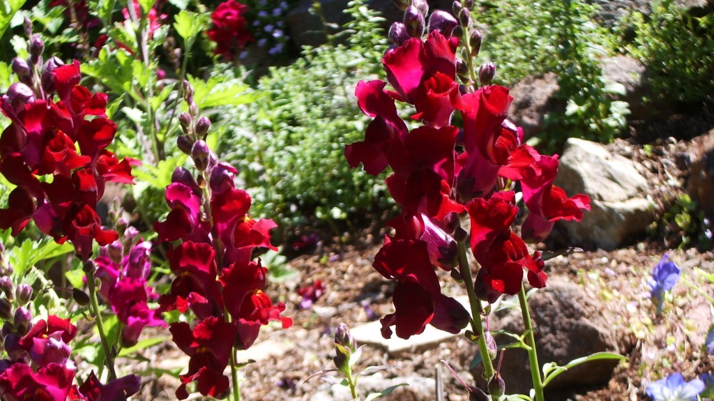 Scarlet and maroon snapdragons too ugly to stay in rock garden. Is it OK to Kill Plants? Photo by Barbara Newhall