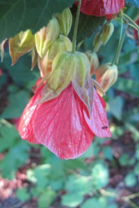 Orange abutilon blossoms hangs from its stem in a California garden. the Perfect flower. Photo by Barbara Newhall