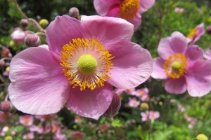 Pink Japanese anemones in flower. Can flowers be too perfect? Photo by Barbara Newhall