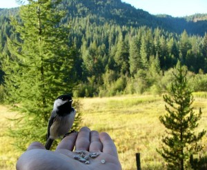 Bird in my hand