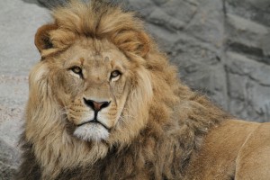 lion-989140_1920