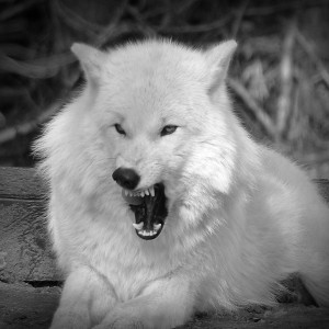 wolf-1227567_1920
