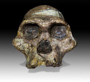 "Mrs. Ples" is one of the most famous H. naledi fossils found in the caves of Sterkfontein. Just looking at this photograph puts you in violation of Wheaton College's Statement of Faith.