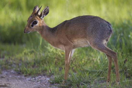 DikDik