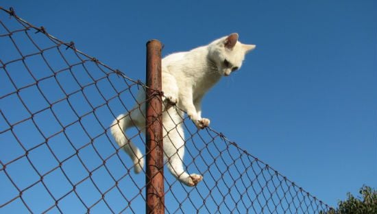 FenceCat