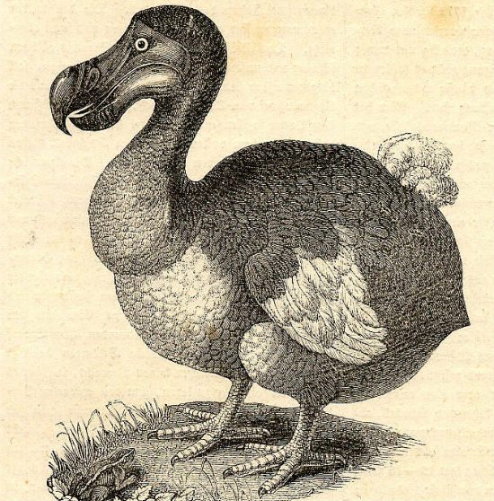 Dodo