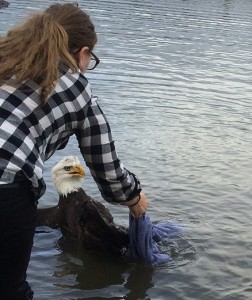 Portland Audubon Picture of Eagle Rescue