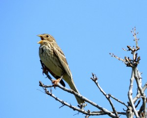 https://pixabay.com/en/bird-sparrow-tree-branch-peak-700396/