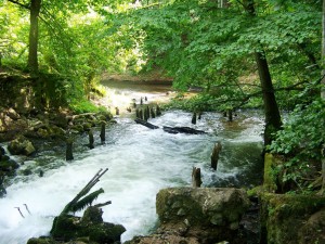 Drawienski Park, Wikimedia Commons