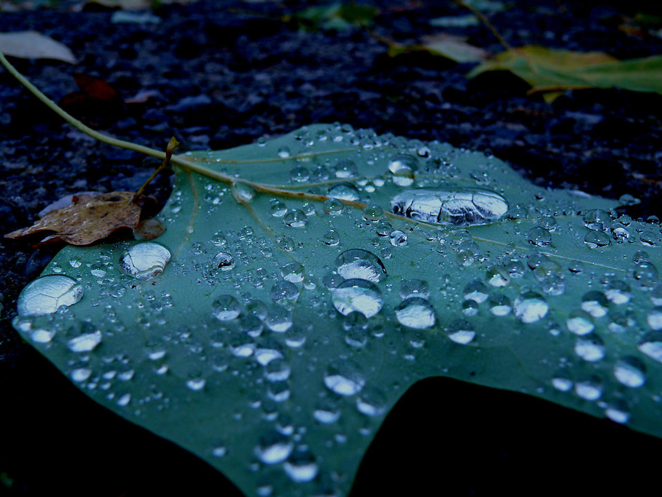 9226-drops-of-rain-on-a-leaf-pv