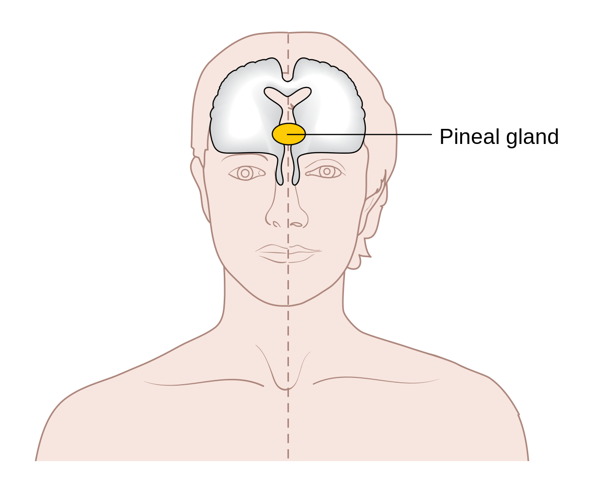 Diagram_showing_the_position_of_the_pineal_gland_in_the_brain_CRUK_418.svg