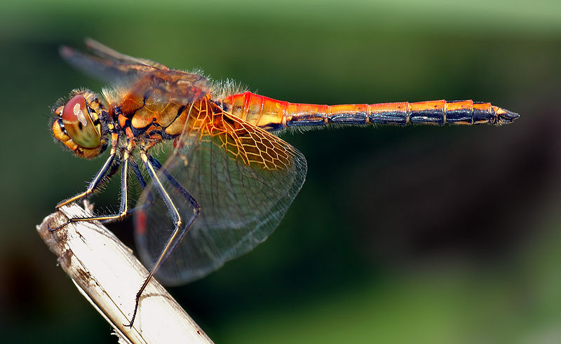 dragonfly