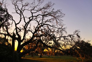 800px-Fontainebleu_State_Park